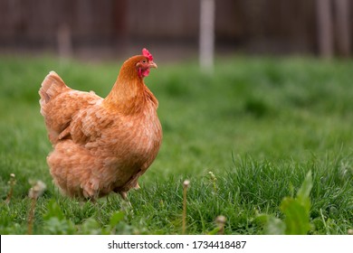 13,300 Real chicken Images, Stock Photos & Vectors | Shutterstock