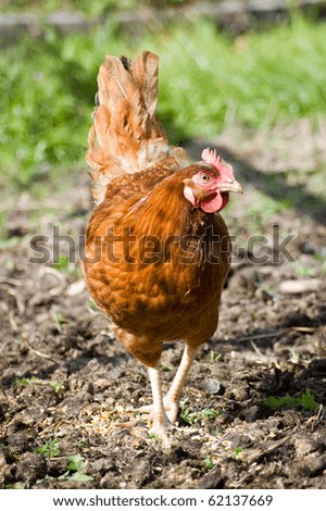 Similar – Image, Stock Photo Chicken on meadow. Food