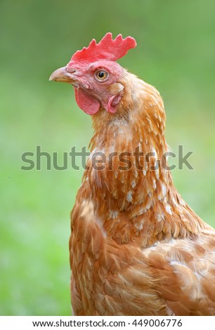 Similar – Image, Stock Photo Chicken on meadow. Food