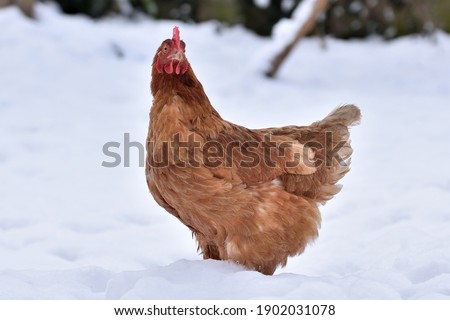 Red Hen in the snow on the open field. Free Range and Organic breed Hen. Eco farm domestic bird.