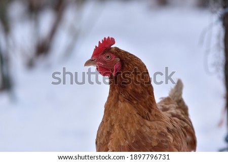 Red Hen in the snow in the open field. Free Range Organic Hen. Eco farm domestic breeding. Head detail.