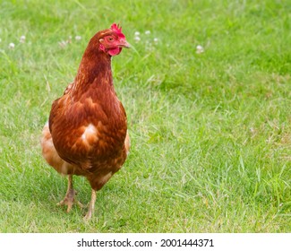 Red hen walking towards the goal in the grass

