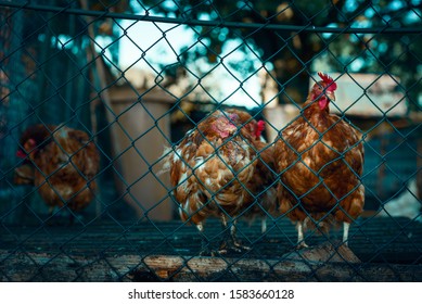 Red hens behind wire fence at a german chicken farm. Sad animals behind the fence. Molting red chickens