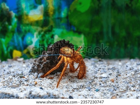 Red hermit crab in shell in aquarium. Dardanus megistos or white spotted hermit crab sitting on white small stones in fishtank