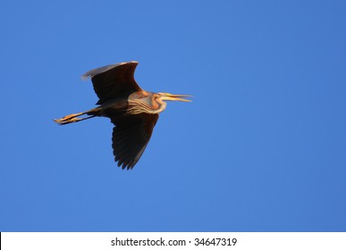 Red heron Ardea purpurea in flight isolated on blue natural background