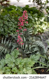 Red Heuchera Flowers Blooming In A Shade Garden 