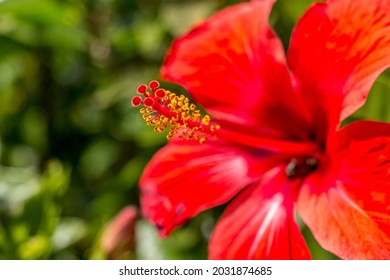 Hibisco Flower Images Stock Photos Vectors Shutterstock