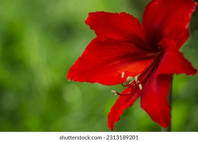 red hibiscus, amaryllis, flowers on windowsills - Shutterstock ID 2313189201