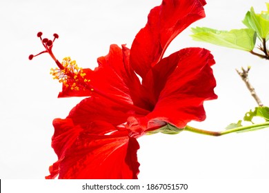 沖縄 ハイビスカス の写真素材 画像 写真 Shutterstock