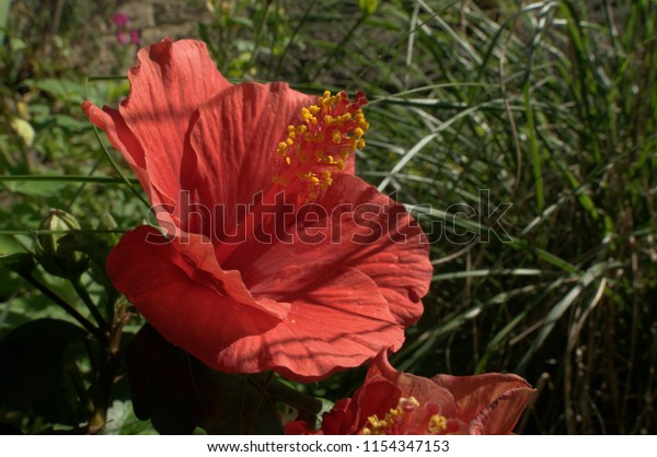 Red Hibiscus Blooming Swiss Cottage Garden Stock Photo Edit Now