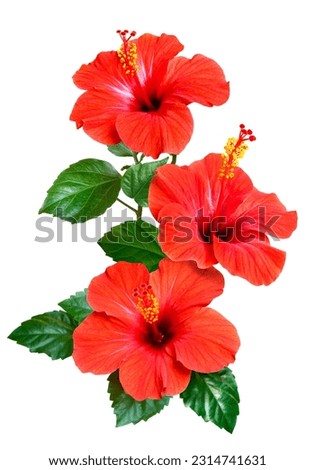 Red hibiscus bright large flowers, buds and leaves isolated on white background