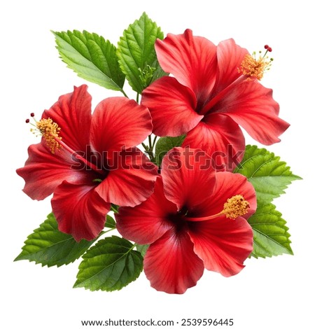 Red hibiscus bright large flowers, buds and leaves isolated on white background Red hibiscus Red hibiscus bright large flowers