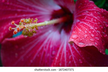 Red Hibiscus flower, closeup, with raindrops or dew on the petals - Shutterstock ID 1872407371