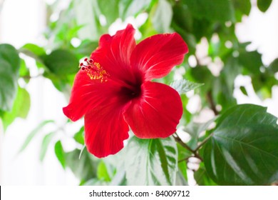 Red Hibiscus Flower Detail