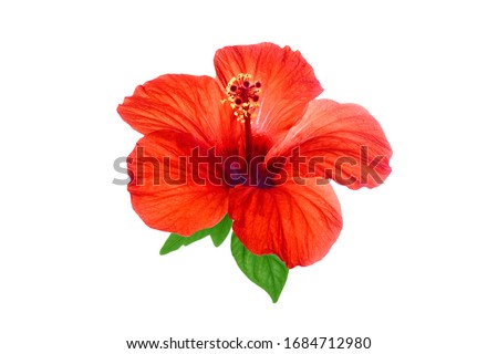Red hibiscus flower with green leaves isolated on white background