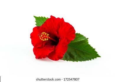 Red hibiscus flower isolated on white background. - Powered by Shutterstock