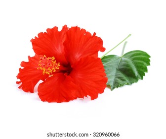 Red Hibiscus Flower Isolated On White Stock Photo 320960066 | Shutterstock