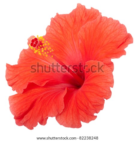 Red hibiscus flower isolated on white, clipping path included