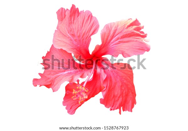 red hibiscus flower isolated on white