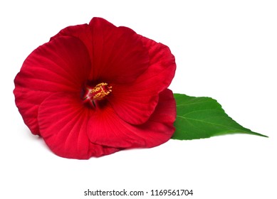 Red Hibiscus Flower With Leaf Isolated On White Background. Flat Lay, Top View