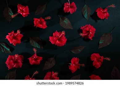Red Hibiscus Flower and leaf pattern photography, Chembarathi flower, top view photography, Red Hibiscus Flower and leaf in dark background, Light and shade photography