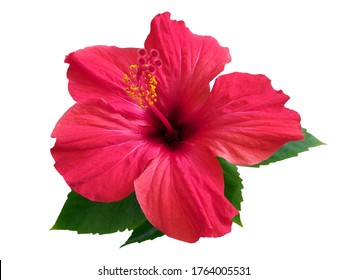 Red hibiscus flower & leaf (rosa sinensis) isolated on white path background. Pink hibiscus flower scent plant for aroma floral perfume design closeup isolated. Tropical rose hibiscus flower isolated