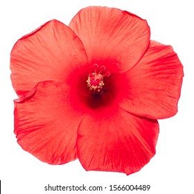 Red Hibiscus Flower On Isolated White Background.Tropical Floral Object Top View.clipping Path