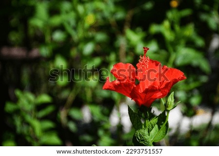 Red hibiscus flower on nature background It can be considered the queen of tropical flowers. And can also use flowers and leaves that contain mucilage for medicinal and beauty benefits as well.