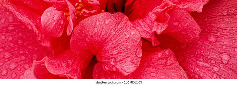 Red Hibiscus Flower Petals With Water Drops. Big Hibiscus Blossom With Water Drop, Closeup Macro