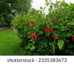 Red hibiscus flower plant outdoros in the park. 