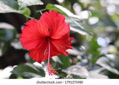 Red Hibiscus Flower. Top View