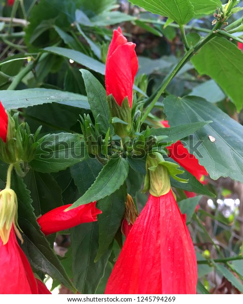 Red Hibiscus Flowerhibiscus Edible Plant Stock Photo 1245794269 ...