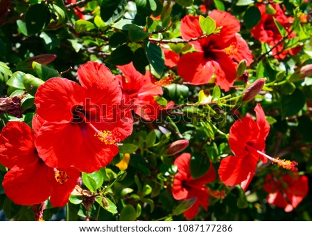 Red Hibiscus flowers (China rose, Chinese hibiscus,Hawaiian hibiscus) in tropical garden of Tenerife,Canary Islands,Spain.Floral background.
Selective focus.