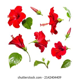 Red hibiscus flowers collection isolated on white background