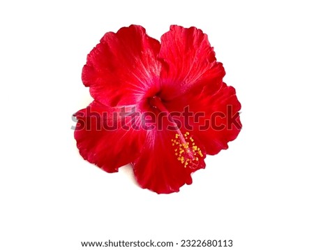 red hibiscus flowers isolated on white background