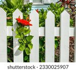 Red Hibiscus flowers and a white pickett fence.