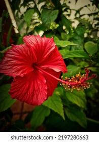 Red Hibiscus Is A Good Example Of Beauty.