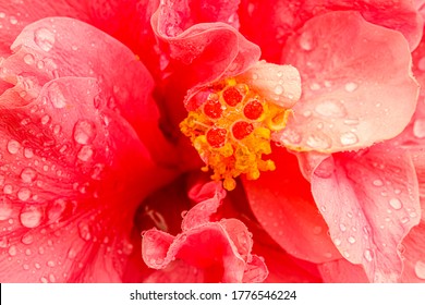 Red Hibiscus Large Flower Background. Pink Hibiscus Flower Petals With Water Drops. Bright Red Hibiscus Blossom With Rain Drop, Close Up Macro. Red Full Bloom Background.