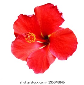 Red Hibiscus On White Background Stock Photo (Edit Now) 135848846