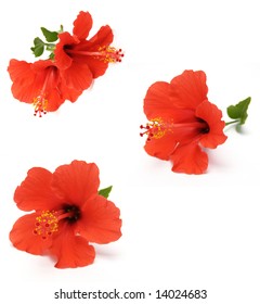 Red Hibiscus On A White Background