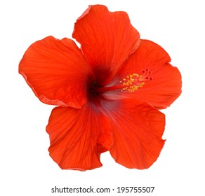 Red Hibiscus On White Background