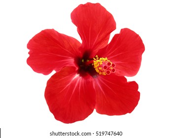 Red Hibiscus  On A White Background