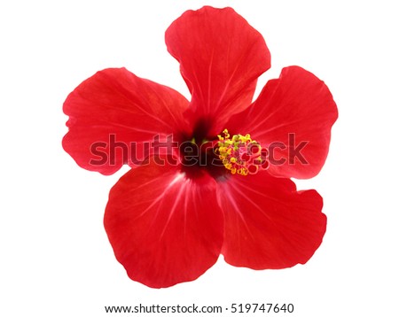 Red Hibiscus  on a white background
