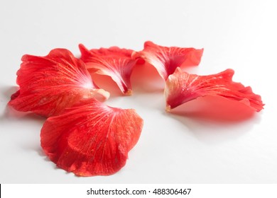 Red Hibiscus Petals Isolated Laid Out On A White Background.