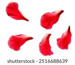 Red Hibiscus Petals on white background