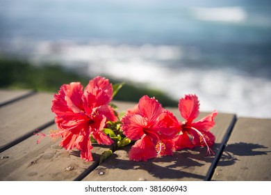 Red hibiscus and the sea-4