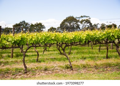 Red Hill, Victoria, Australia 09,10,21
Grapevine In The Mornington Peninsula On A Hill 