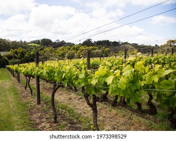 Red Hill, Victoria, Australia 09,10,21
Grapevine In The Mornington Peninsula On A Hill 