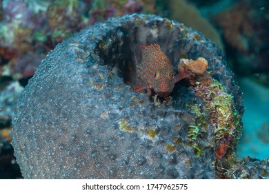 red hind, koon or lucky grouper (Epinephelus guttatus) Bonaire, Leeward Islands