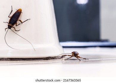 Red Homemade Cockroach Inside The Bathroom, Crawling On The Floor. Insect Infestation Indoors, Lack Of Hygiene